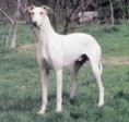 /album/fotky-plemien/anglicky-chrt-greyhound-jpg/